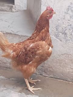 goldan misri hens urgent sale