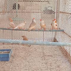 Zebra Finches Isabel / Fawn BB