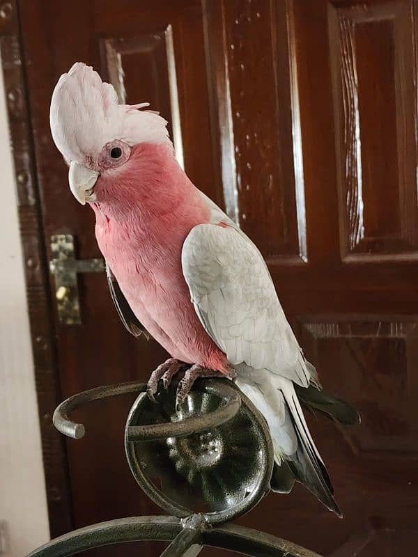Medium S Cocka2, Brdr Galah, Triton Chic&Breeder Female,Amazon,RedLory 2