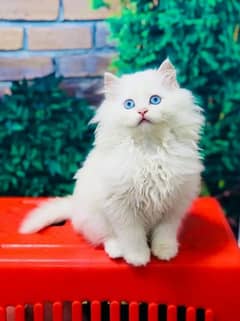 Persian Cat for sale my WhatsApp number 0326/74/83/108