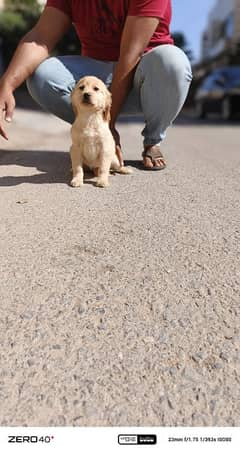 golden retriever pedigree puppies available