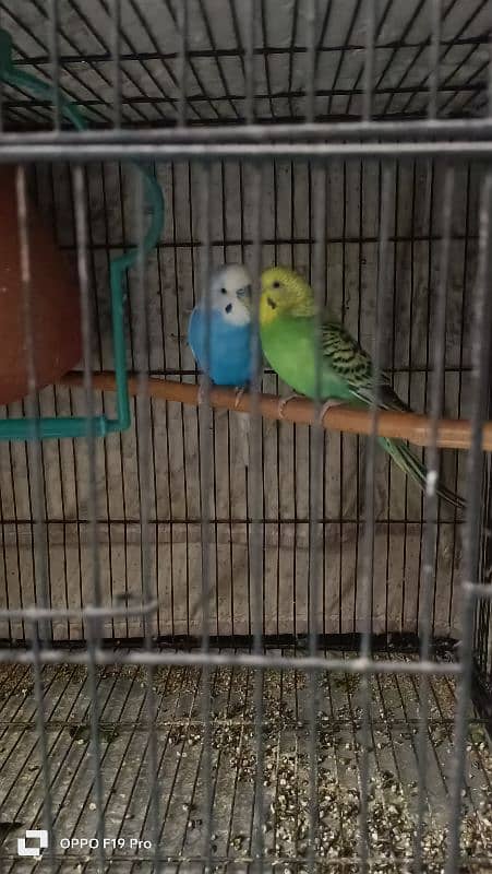 Australian Budgies 5