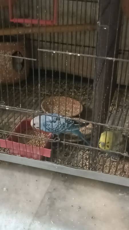 Australian Budgies 6