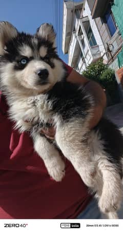 Siberian husky puppies available