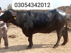 Beautiful katta for sale