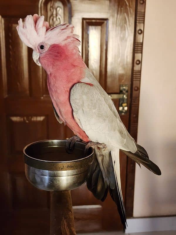 Green Wing Macaw,Brdr Galah,Triton Chic&Breeder Female,Amazon,Red Lory 2