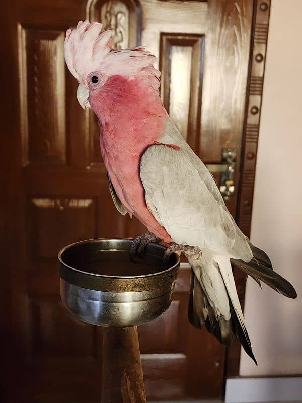 Green Wing Macaw,Brdr Galah,Triton Chic&Breeder Female,Amazon,Red Lory 3