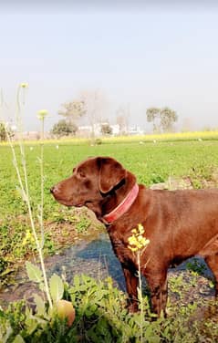 Chocolate colour pure labrador pregnant female for sale