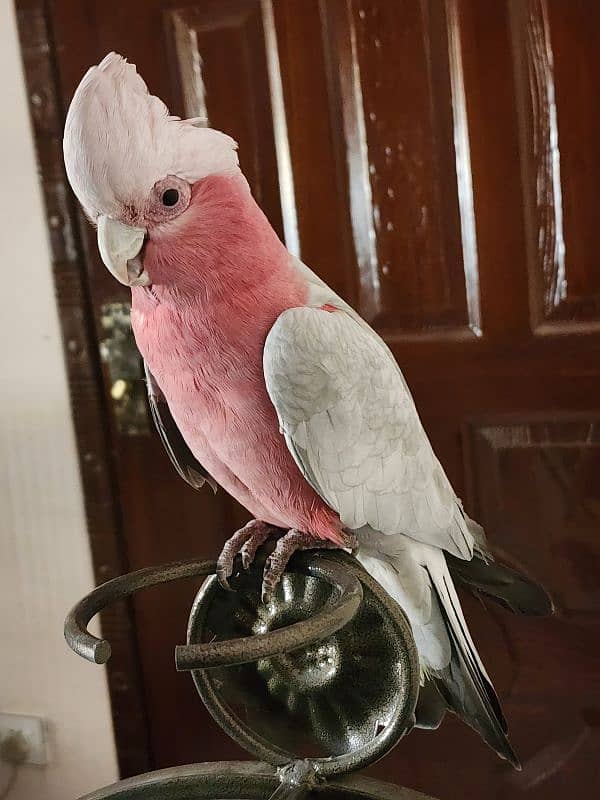 Green Wing Macaw,Brdr Galah,Triton Chic&Breeder Female,Amazon,Red Lory 4