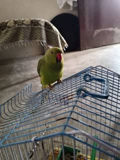 parrot with pinjra