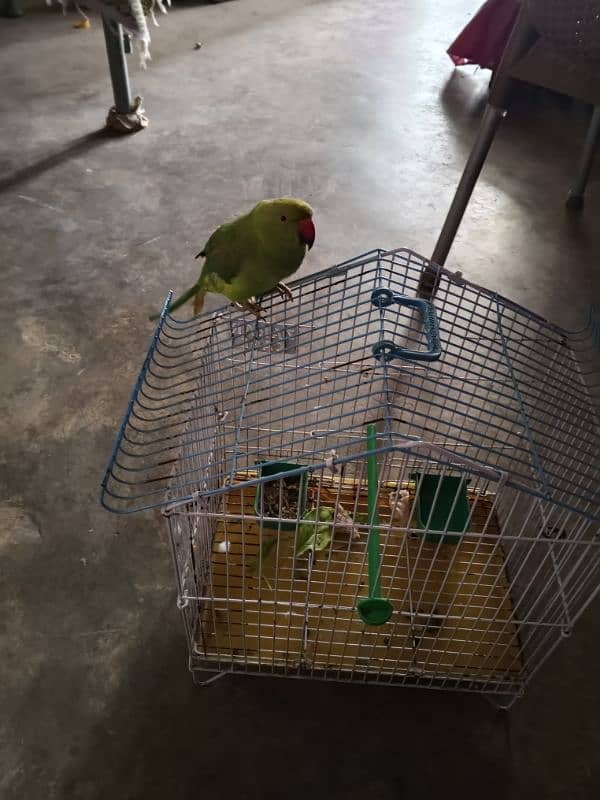 parrot with pinjra 1