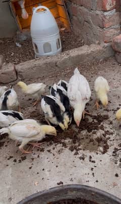 Shamo aseel chicks for sale