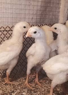 White o shamo chicks / shamo / chicks / aseel / murga / female / eggs