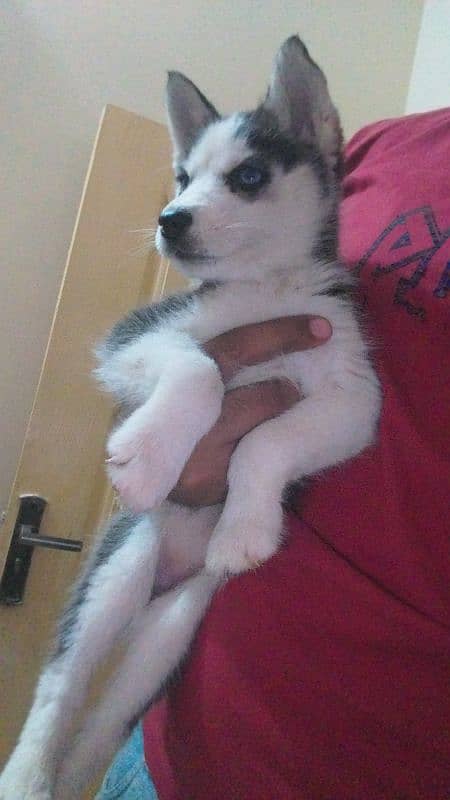 husky puppy available 4