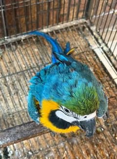 03445146577**blue macaw parrot chicks for sale