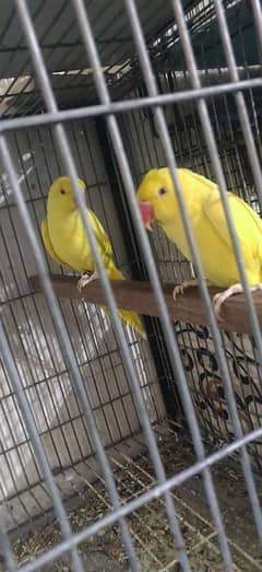 Yellow Ringneck