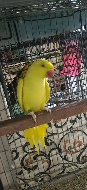 Yellow Ringneck 1