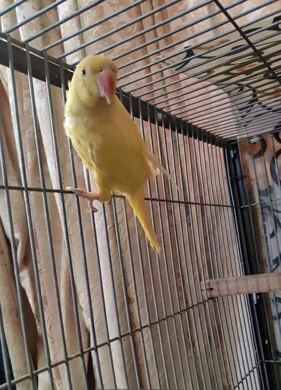 Yellow Ringneck 2