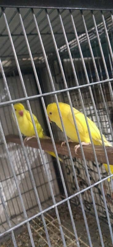 Yellow Ringneck 6