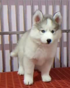 Siberianhusky puppie