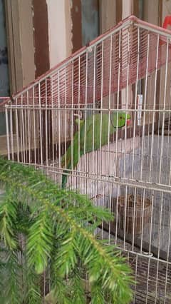 kashmiri Parrot