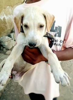 Labrador puppies