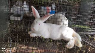 Rabbit |Newzealand whiteRabbits | California Rabbits | Bunnies