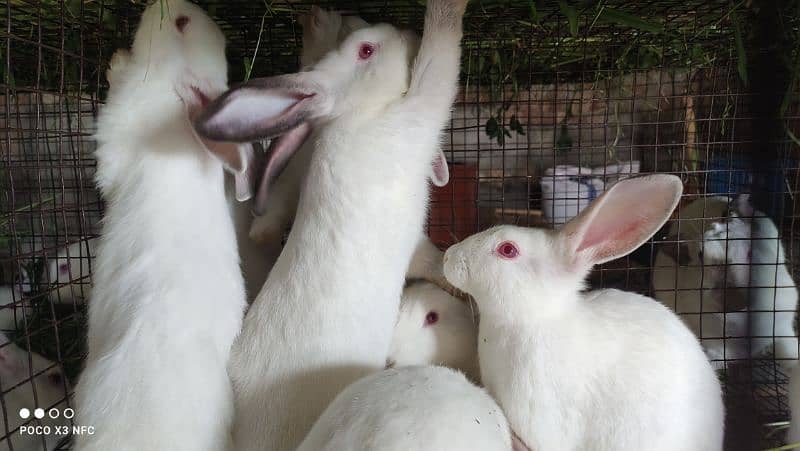 Rabbit |Newzealand whiteRabbits | California Rabbits | Bunnies 1