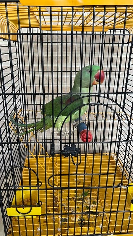 raw parrot for sale 1