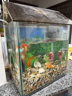 Goldfish with aquarium, air pump and fish food