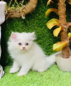 Persian beautiful Cat for sale/0320/69/30/694 my WhatsApp number