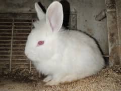 Angora rabbits