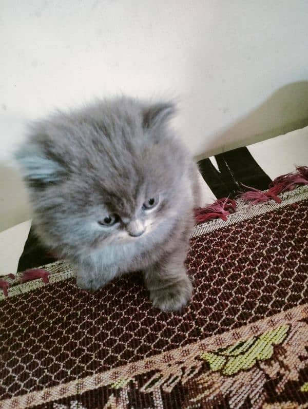 Persian Kittens 0