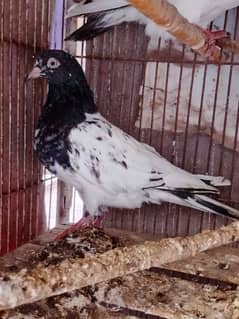 high flyer pigeon fore sale watsapp no 03036538118