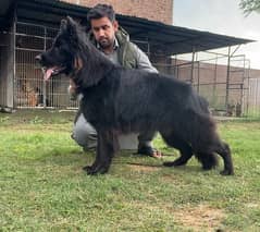 Black Longhair GSD Imported male for Mating only