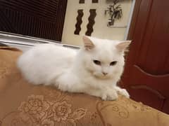 Persian Cat for sale