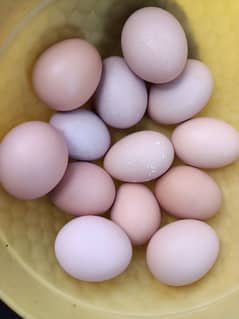 Desi Eggs For Sale