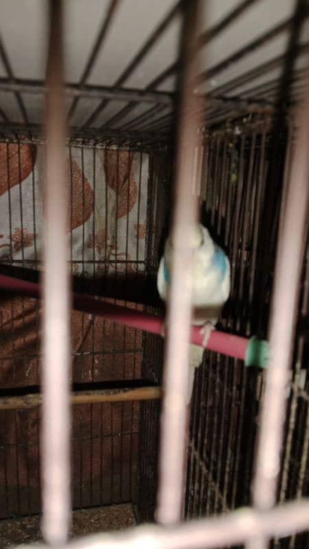 budgie male 1