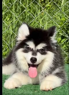 Siberianhusky puppie