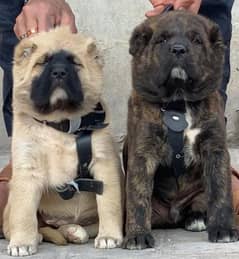 alabai security dog 3 month pair for sale heavy bone