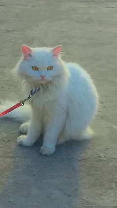 Persian Tripple coated Female