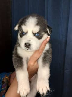 Husky puppies for sale