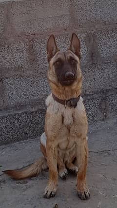 Belgian Malinois for Sale