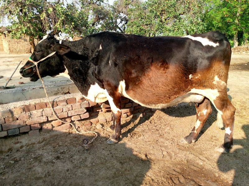 Cros  Friesian cattle 0