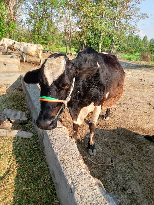 Cros  Friesian cattle 1