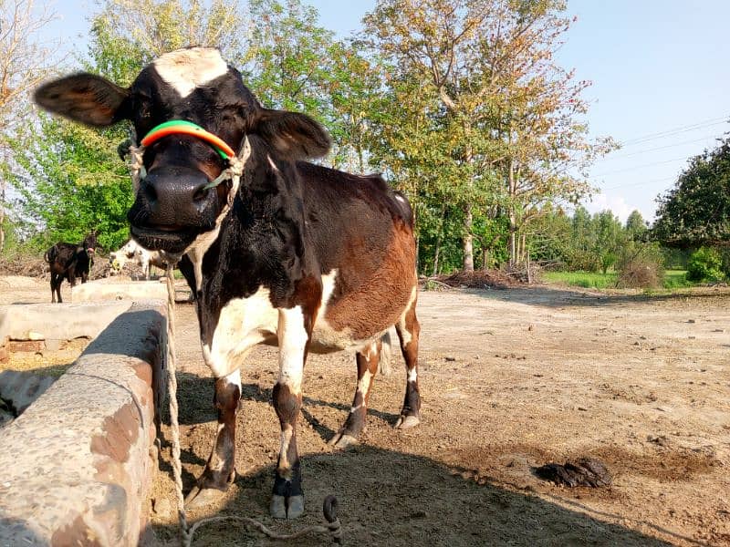 Cros  Friesian cattle 2