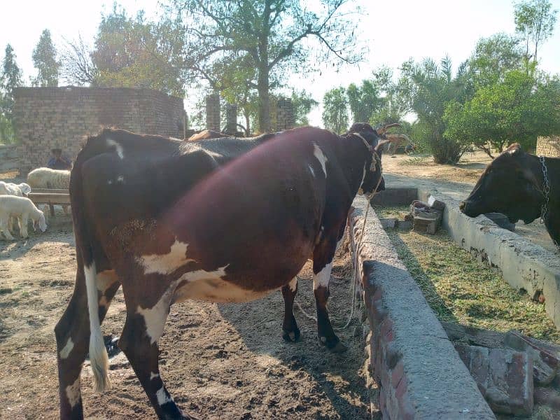 Cros  Friesian cattle 4