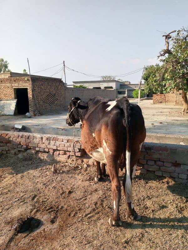 Cros  Friesian cattle 5