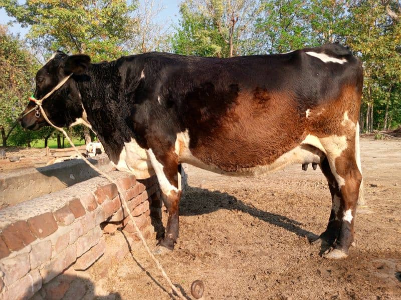 Cros  Friesian cattle 6