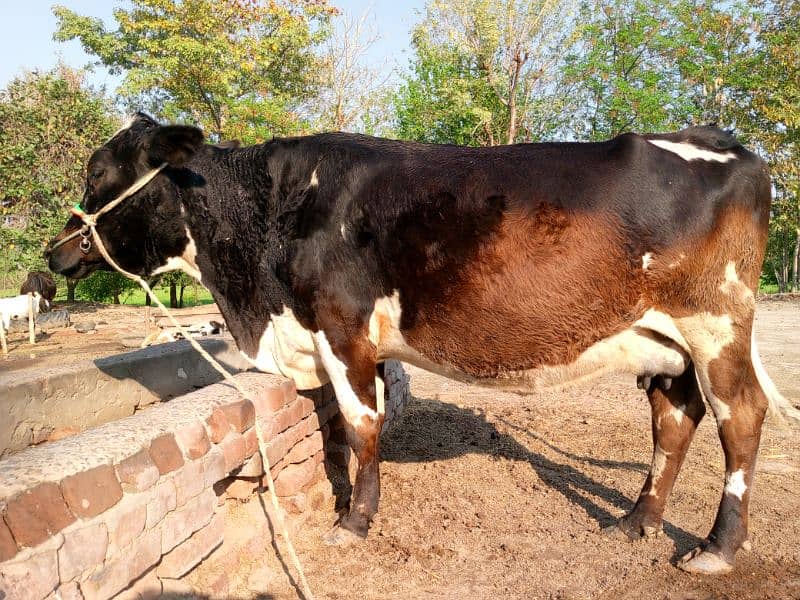 Cros  Friesian cattle 7